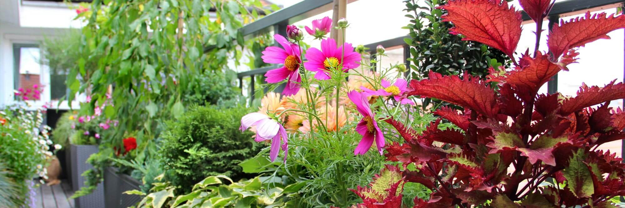 Aménagement de balcon avec fleurs et plantes