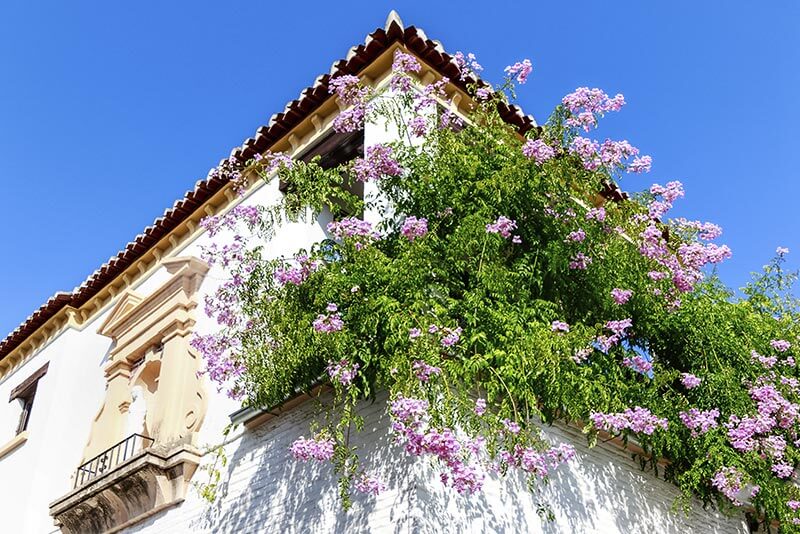 Aménagement d'un balcon en style jardin à l'Anglaise