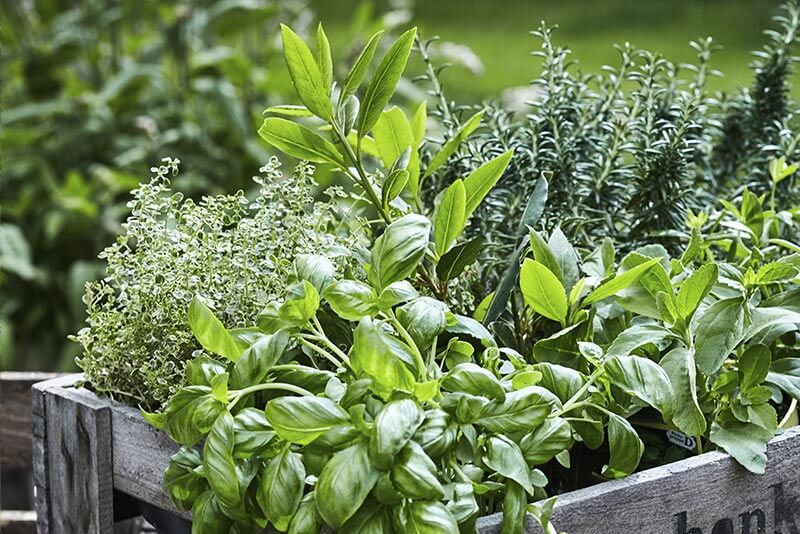 Aménager un jardin sur son balcon, herbes aromatiques
