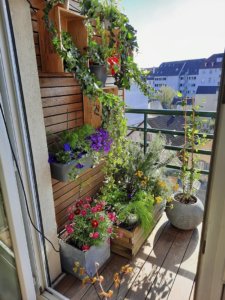 Aménagement d'un mur de balcon plantes