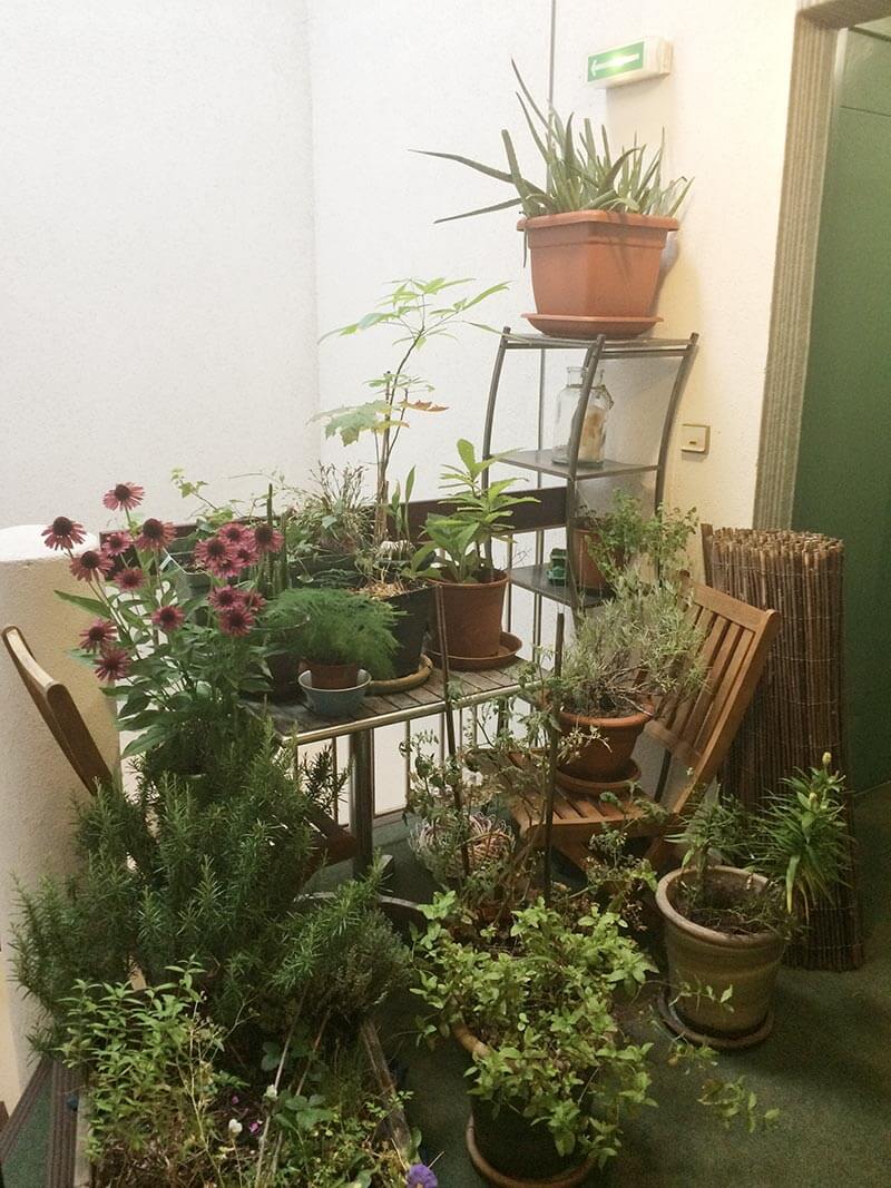 Plantes du balcon mises sur le palier
