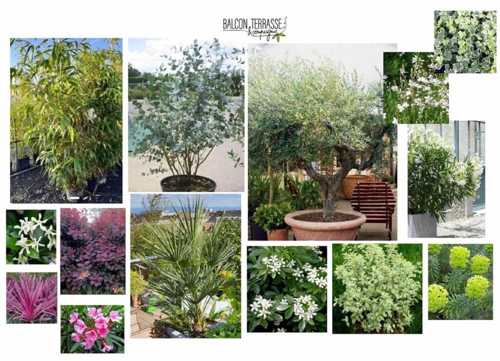 Palette végétale pour l'Aménagement d'un long balcon avec habillage bois à Paris 15e