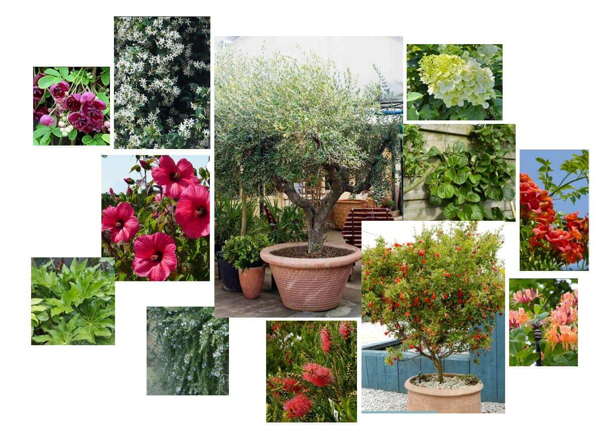 Palette végétale d'un Aménagement extérieur d'un rooftop de maison à l'ouest de Paris